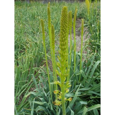 Eremurus fuscus