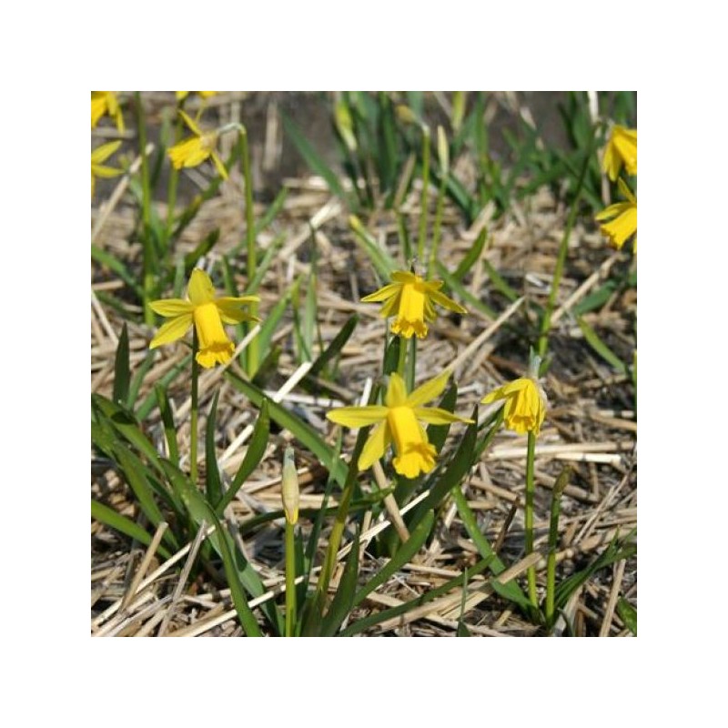 Narcissus 'The Little Gentleman' Narcissus 'The Little Gentleman'