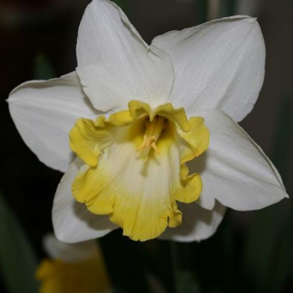 Narcissus 'Sweet Harmony'