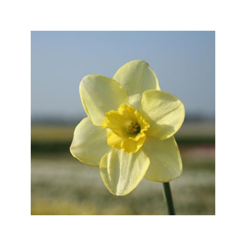 Narcissus 'Young Oliver' Narcissus 'Young Oliver'