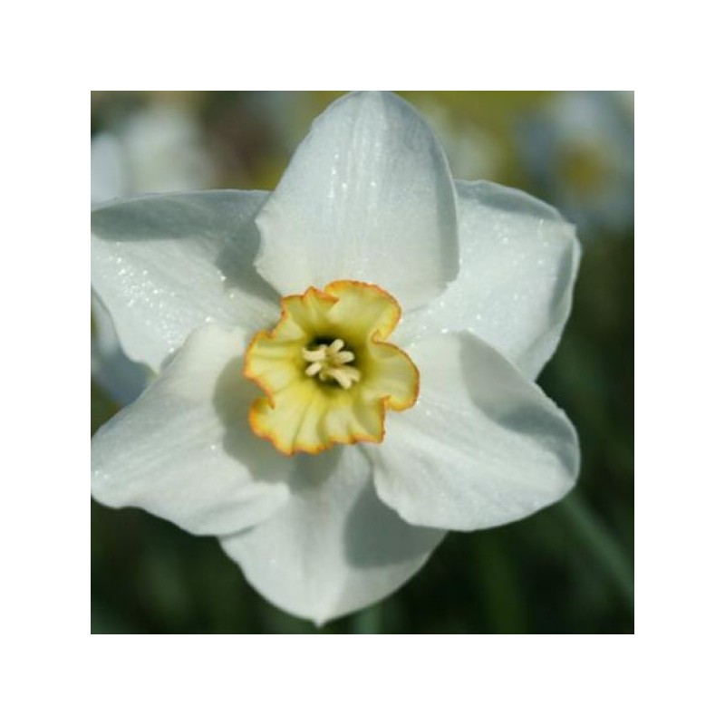Narcissus 'Park Springs' Narcissus 'Park Springs'