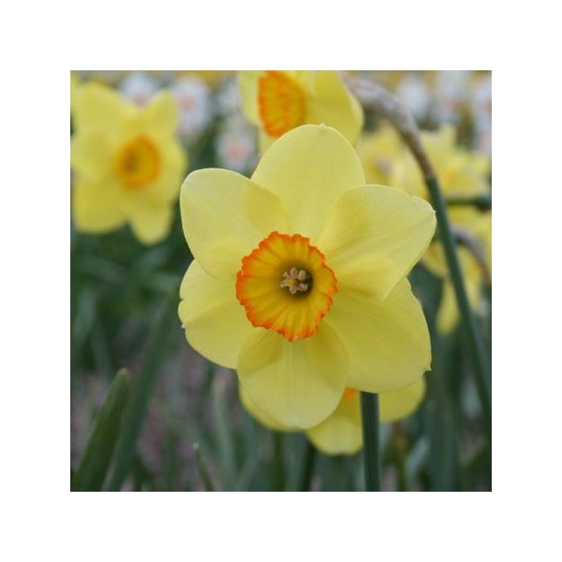 Narcissus 'Badbury Ring' Narcissus 'Badbury Ring'