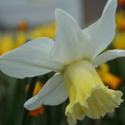 Narcissus 'Winged Victory'