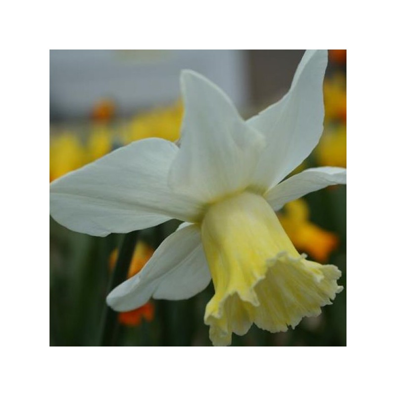 Narcissus 'Winged Victory' Narcissus 'Winged Victory'