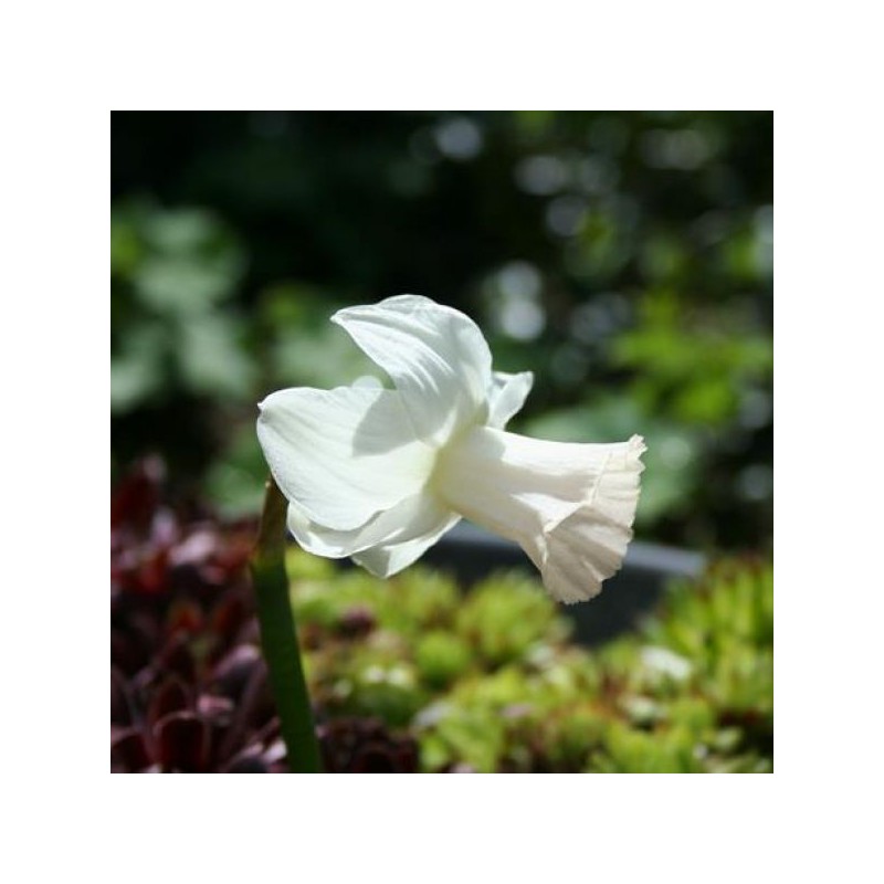Narcissus 'Mary Lou' Narcissus 'Mary Lou'