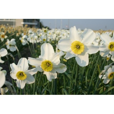 Narcissus 'Sinopel' Narcissus 'Sinopel'