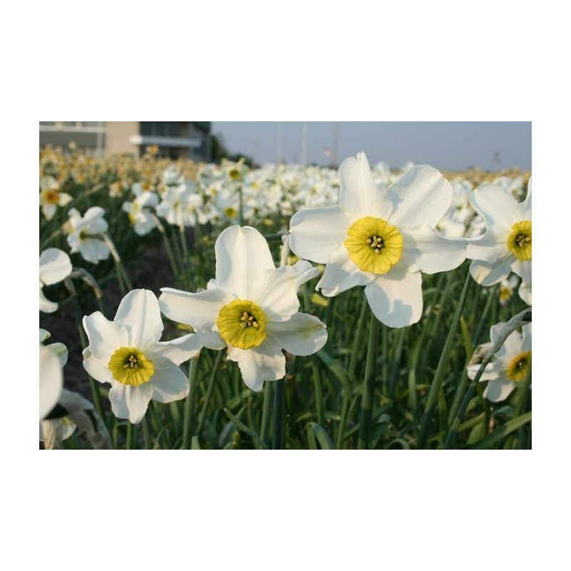 Narcissus 'Sinopel' Narcissus 'Sinopel'