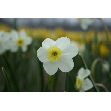 Narcissus 'Yellow Xit'