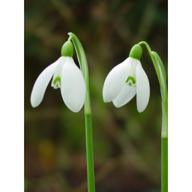 Galanthus 'Straffan' Galanthus 'Straffan'