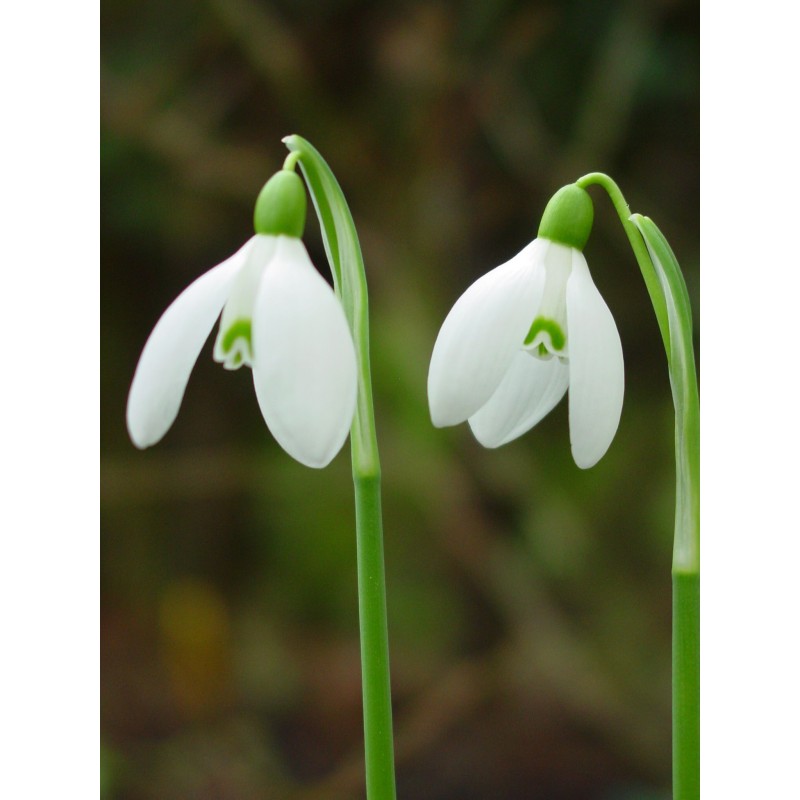 Galanthus 'Straffan' Galanthus 'Straffan'