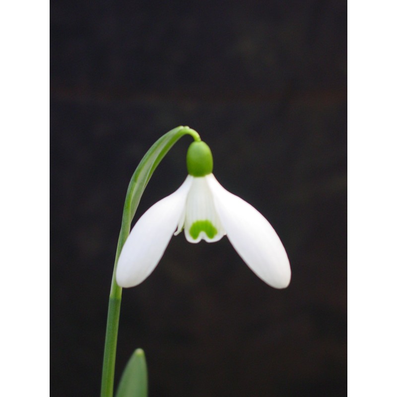Galanthus 'Straffan' Galanthus 'Straffan'