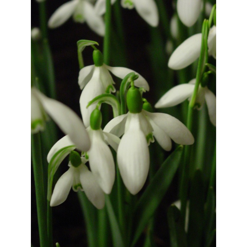 Galanthus 'Straffan' Galanthus 'Straffan'