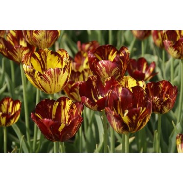 Tulipa 'Royal Souvereign Tulipa 'Royal Souvereign