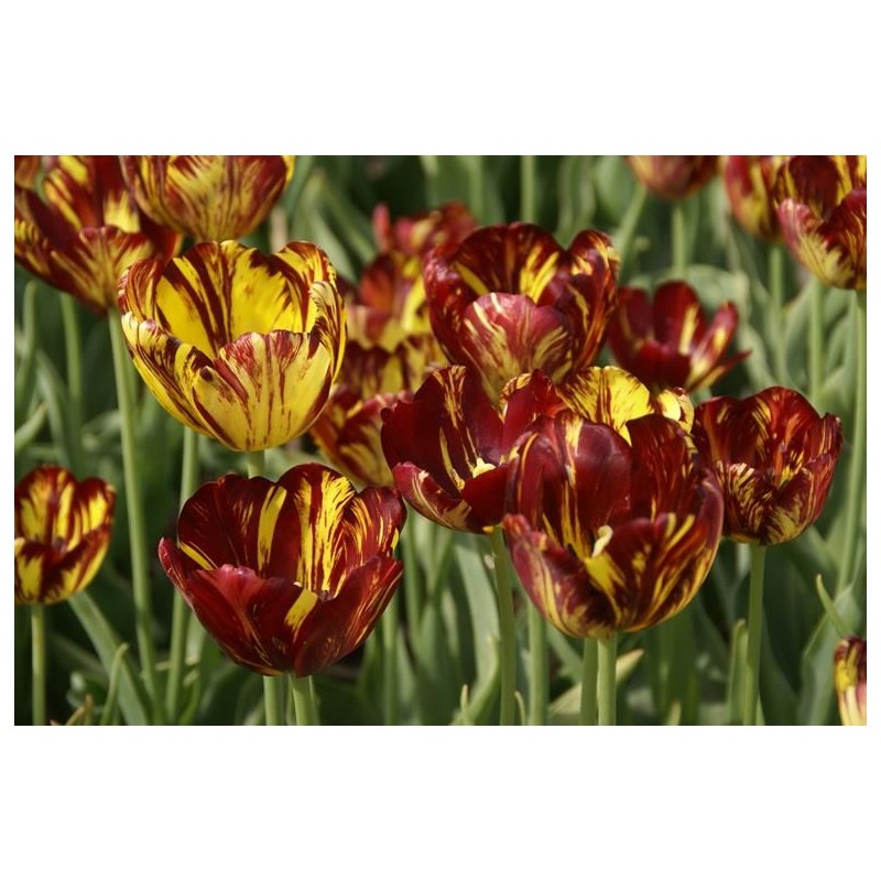 Tulipa 'Royal Souvereign Tulipa 'Royal Souvereign