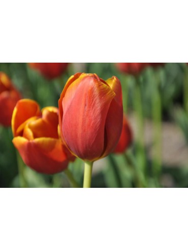 Tulipa 'Maryland'