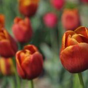Tulipa 'Maryland'