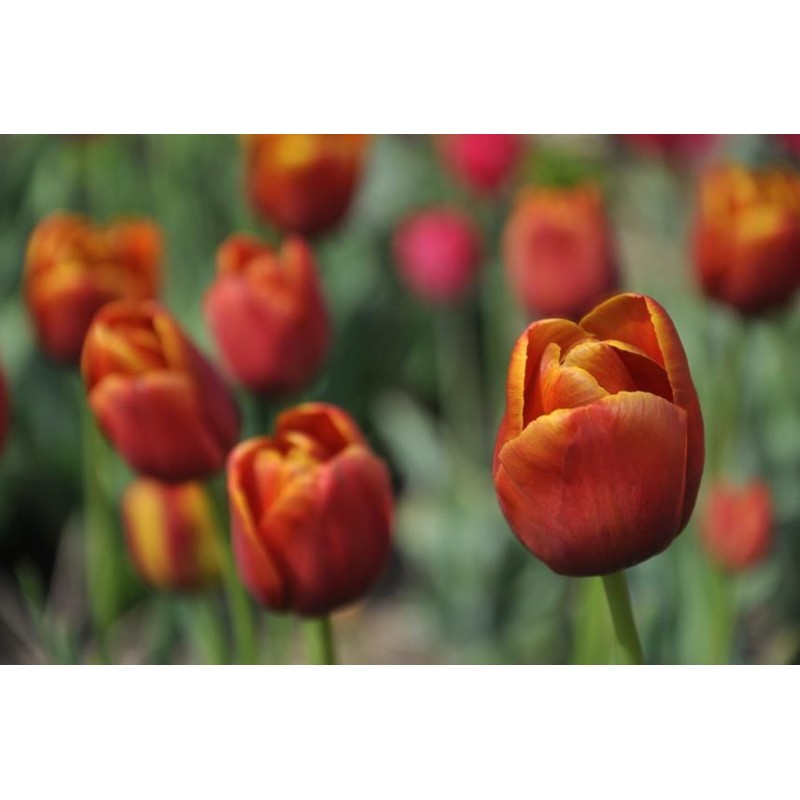 Tulipa 'Maryland'