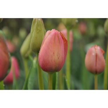 Tulipa 'Mrs. Harold I Pratt'