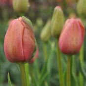 Tulipa 'Mrs. Harold I Pratt'