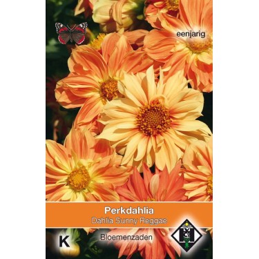 Dahlia variabilis 'Sunny Reggae' Dahlia variabilis 'Sunny Reggae'