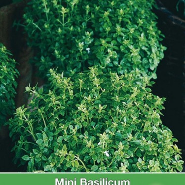 Mini Basilicum, Ocimum basilicum 'Pistou' Mini Basilicum, Ocimum basilicum 'Pistou'