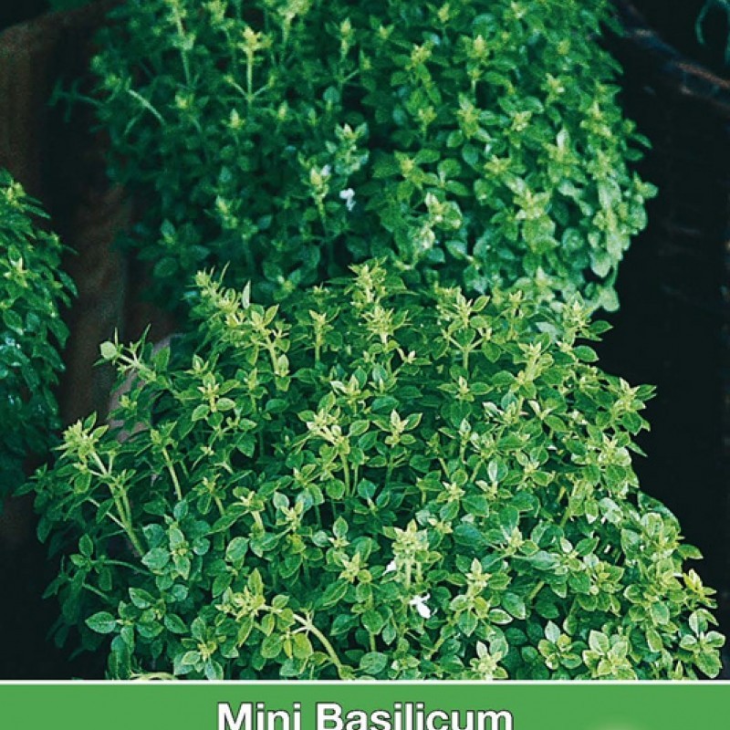 Mini Basilicum, Ocimum basilicum 'Pistou' Mini Basilicum, Ocimum basilicum 'Pistou'