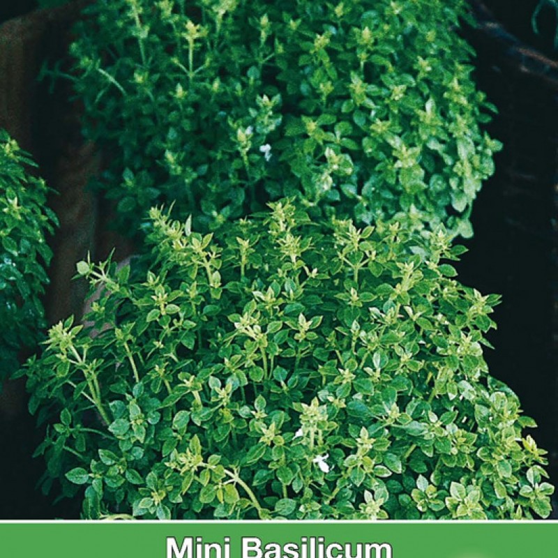 Mini Basilicum, Ocimum basilicum 'Pistou'