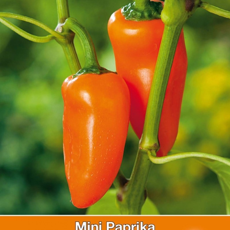Paprika, mini Capsicum annuum 'Oranje Hamik' Paprika, mini Capsicum annuum 'Oranje Hamik'