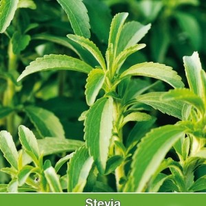 Stevia, Stevia rebaudiana