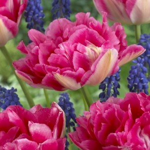 Tulipa 'Renoir'