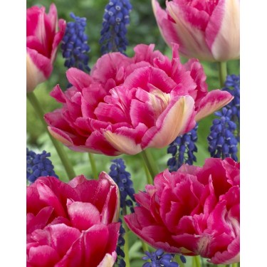 Tulipa 'Renoir' Tulipa 'Renoir'