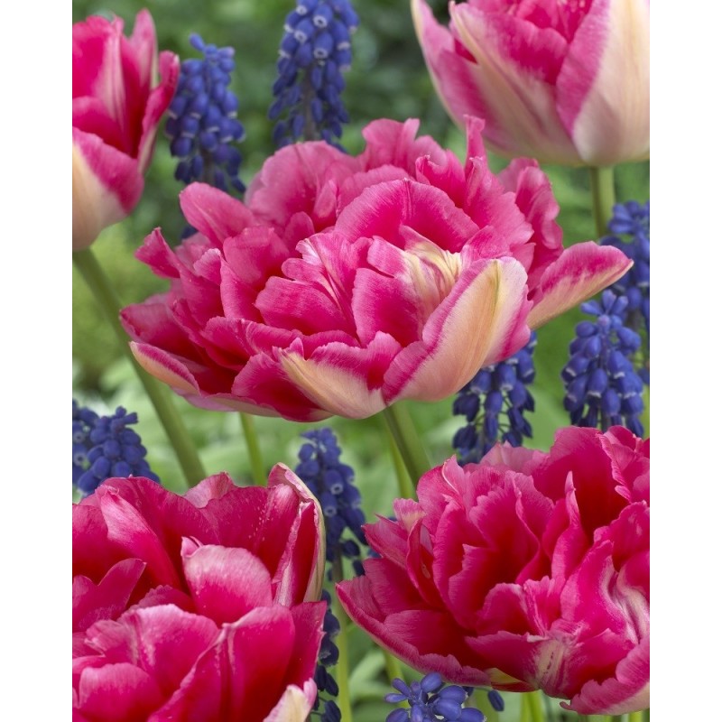 Tulipa 'Renoir' Tulipa 'Renoir'
