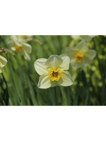 Narcissus 'Green Howard'