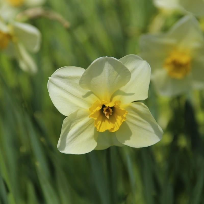Narcissus 'Green Howard'