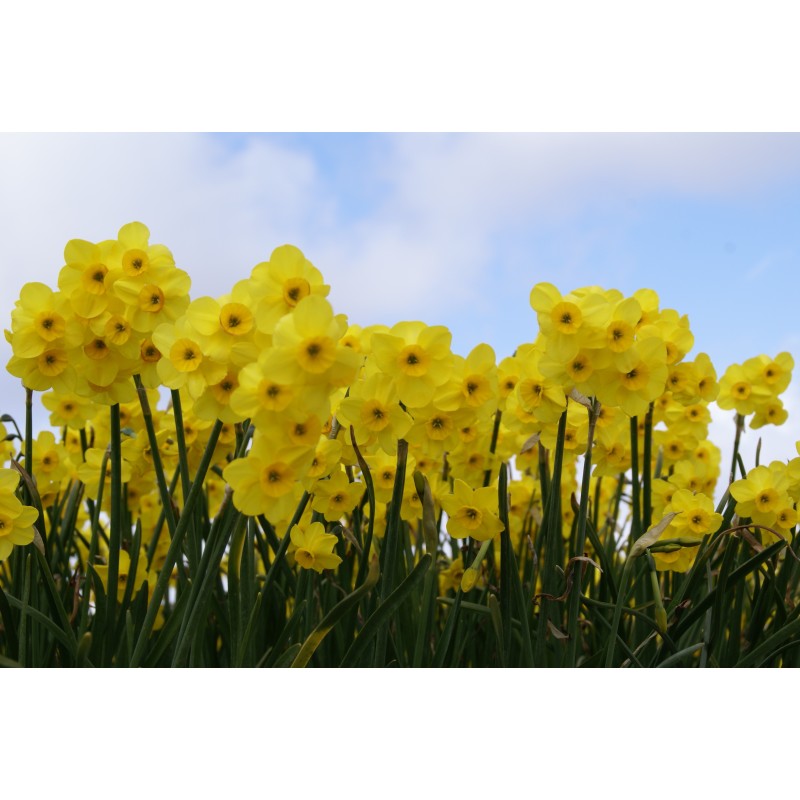 Narcissus 'Kokopellii' Narcissus 'Kokopellii'
