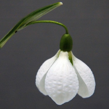 Galanthus 'Diggory'