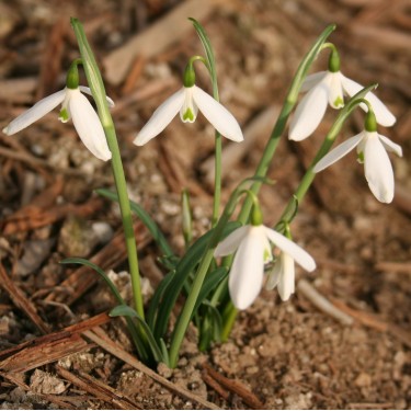 Galanthus peshmenii