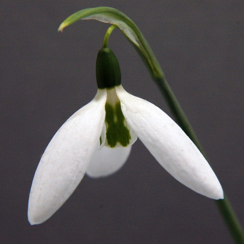 Galanthus 'Kite' Galanthus 'Kite'