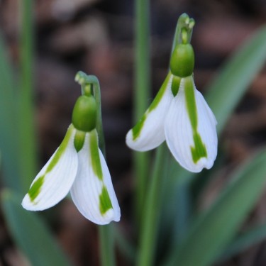 Galanthus 'South Hayes' Galanthus 'South Hayes'