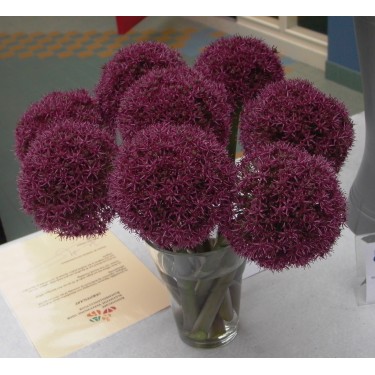 Allium 'Ostara'