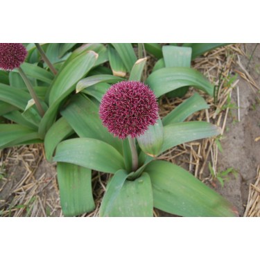 Allium 'Ostara'