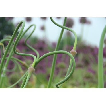 Allium tuncelianum