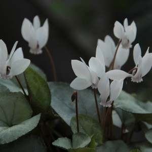 Cyclamen hederifolium -Silver Leaf White-