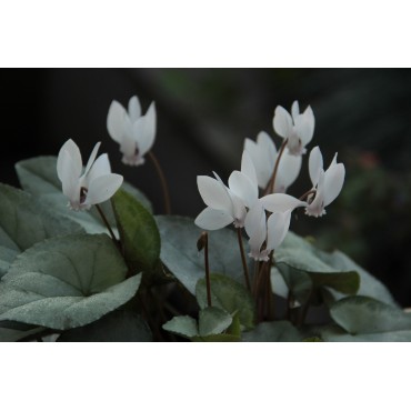 Cyclamen hederifolium -Silver Leaf White-