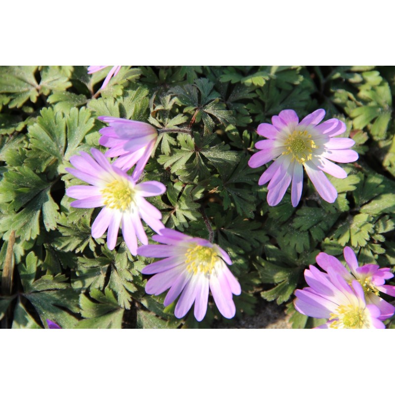Anemone blanda 'Charmer' Anemone blanda 'Charmer'