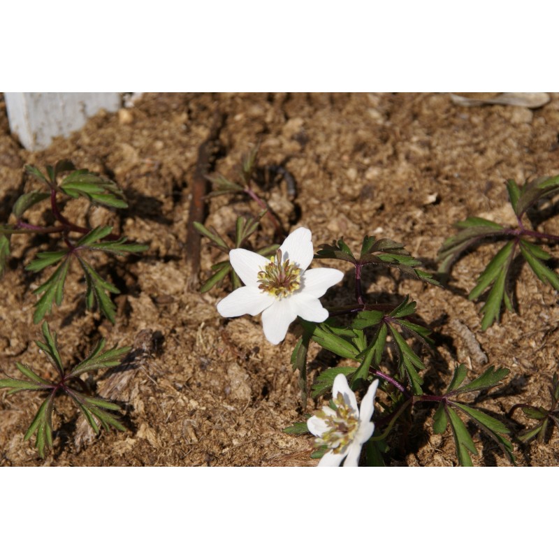 Anemone nemorosa 'Green Fingers'