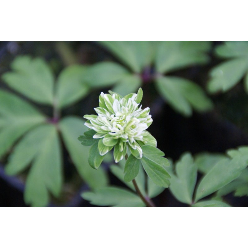 Anemone nemorosa 'Green Fingers'