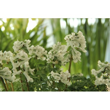 Corydalis solida subsp. solida niveus