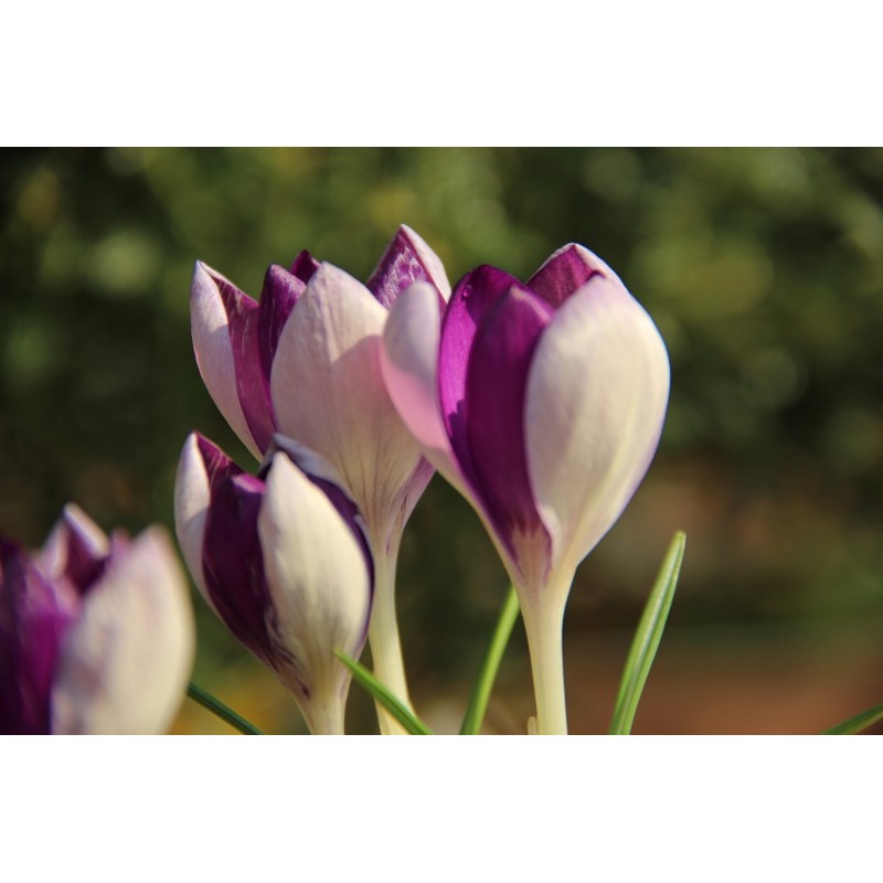 Crocus vernus 'Fantasy'
