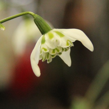 Galanthus 'Welshway'